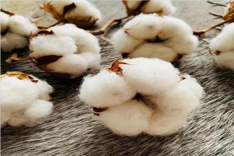 What are the types of cotton?